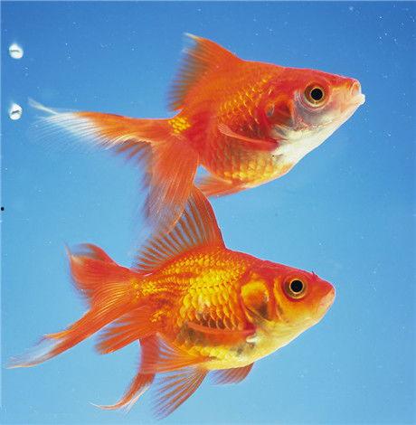 娱乐718吃瓜张金鱼,张金鱼吃瓜背后的故事